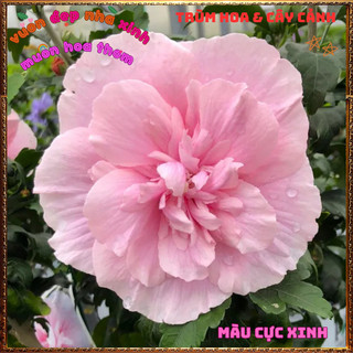 Chậu Hoa Thiên Qúy Hồng Kép Đẹp Tuyệt Vời Màu Mới Nở Quanh Năm🍕 BẢO HÀNH CÂY GIỐNG VÀ HOA CHUẨN