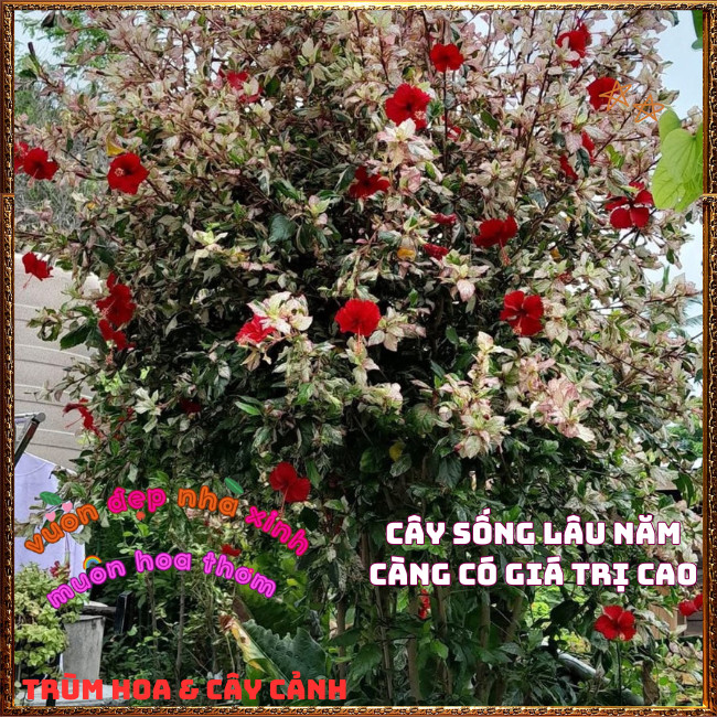 Chậu Cây Râm Bụt Lá Cẩm Thạch Lạ Mắt Tươi Vui Siêu Dễ Trồng ️📩 Hoa Mười Giờ Bonsai & Phụ Kiện