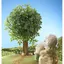 EPOCH Sylvanian Families Doll [Sheep Baby] Hi-07