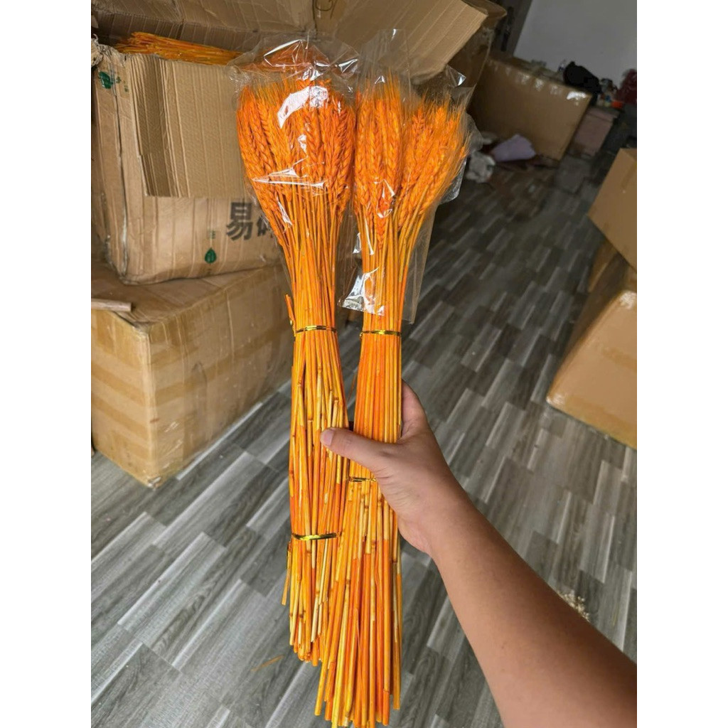 Bó 100 Cành Lúa Mạch Vàng Decor Trang Trí Nhà Cửa Sang Trọng Thanh Lịch Trang Trí Tết Cắm Hoa
