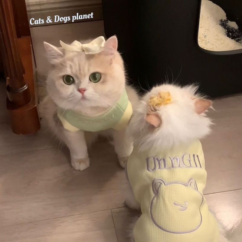 Siêu Dễ Thương Dễ Thương Quần Áo Mèo Dễ Thương Thu Đông Ấm Áp Chống Lạnh Dày Muppet Vàng Xanh Bichon Thú Cưng Chó Con Vest