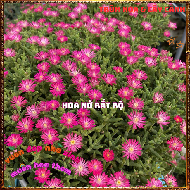 Hoa Mười Giờ Nam Phi Siêu Rộ Bông Nở Quanh Năm Tuyệt Đẹp ️📩 Hoa Mười Giờ Bonsai & Phụ Kiện