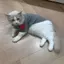 Mùa Thu Chó Tình Yêu Áo Len Ấm Áp Quần Áo Thú Cưng Mèo Đáy Áo Sơ Mi