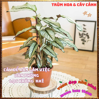 Chậu Đuôi Công Ngôi Sao Trắng Đẹp Sang Trọng Trồng Trong Nhà Lọc Khí️📜 Hoa Giống Mới Siêu Đẹp, Dễ Trồng