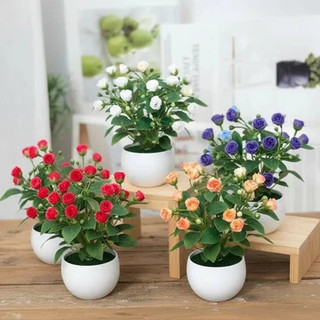 Chậu Hoa Hồng Giả Mini Trang Trí Để Bàn Cây Cảnh Decor Nhà Cửa Bông Lụa Cao Cấp Trưng Bày Văn Phòng Kệ Sách Đạo Cụ Chụp Ảnh Phong Cách Bắc Âu Hiện Đại Bonsai Nhỏ Màu Sắc Tươi Sáng Kèm Chậu Nhựa Trắng Bền Đẹp Xinh Xắn