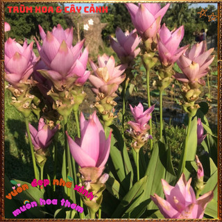 Chậu Hoa Tulip Thái Màu Hồng Nghệ Sen Chịu Nhiệt Lâu Tàn Siêu Đẹp🍟 Yêu Nhà Yêu Hoa