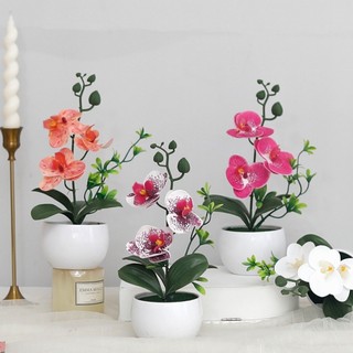 Chậu hoa lan hồ điệp giả mini trang trí để bàn phòng khách cây cảnh nội thất nhà cửa đẹp cao cấp sống động nhựa nhỏ gọn kệ sách quán cafe quà tặng decor bonsai nhiều màu sắc chụp ảnh phụ kiện phong thủy trắng sang trọng dễ thương xinh xắn