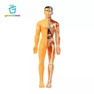 Mô hình cơ thể con người gamchiano cho mục đích giáo dục với cơ quan có thể tháo rời cho trẻ em