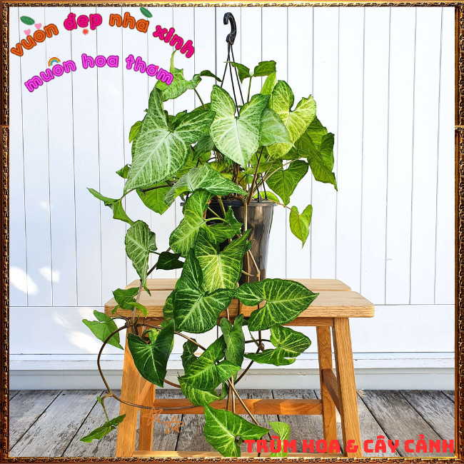 Chậu Trầu Bà Trắng Cây Tróc Bạc Siêu Dễ Trồng Siêu Khỏe ️📩 Hoa Mười Giờ Bonsai & Phụ Kiện