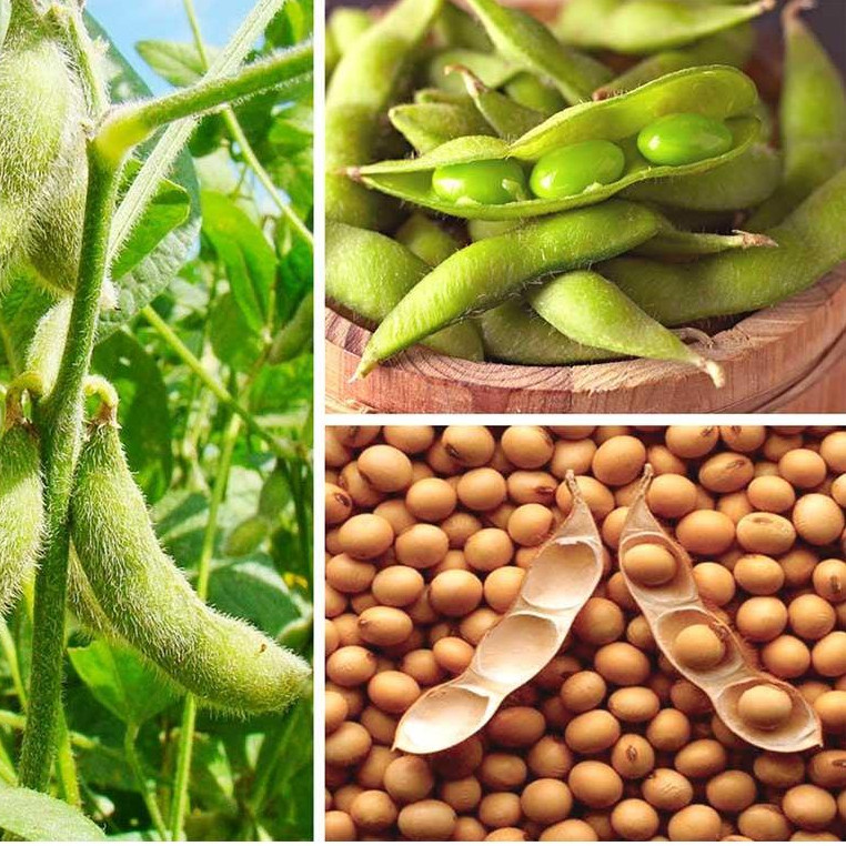 1kg Đậu Nành, Đậu Tương Thuần Chủng thu hoạch trực tiếp nông dân - Không chất bảo quản