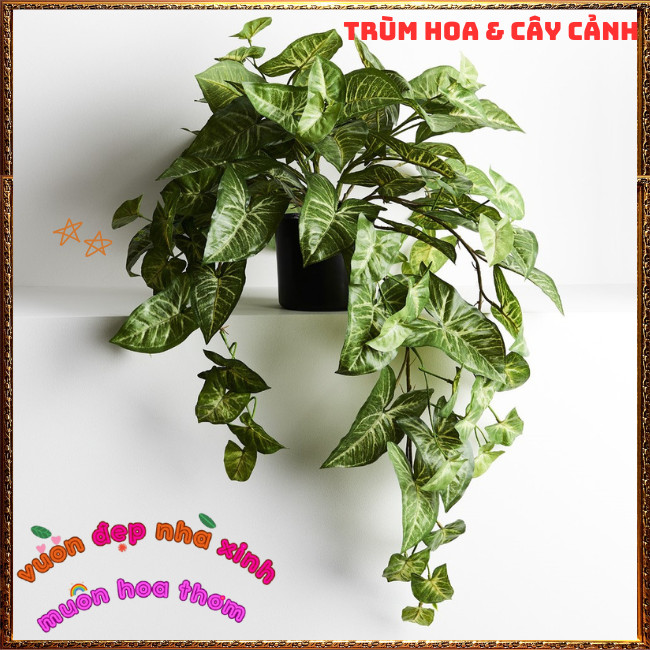 Chậu TRẦU BÀ TRẮNG Cây Tróc Bạc Mới Lạ Đẹp Mắt Dễ Trồng⏰TRÙM HOA VÀ CÂY CẢNH