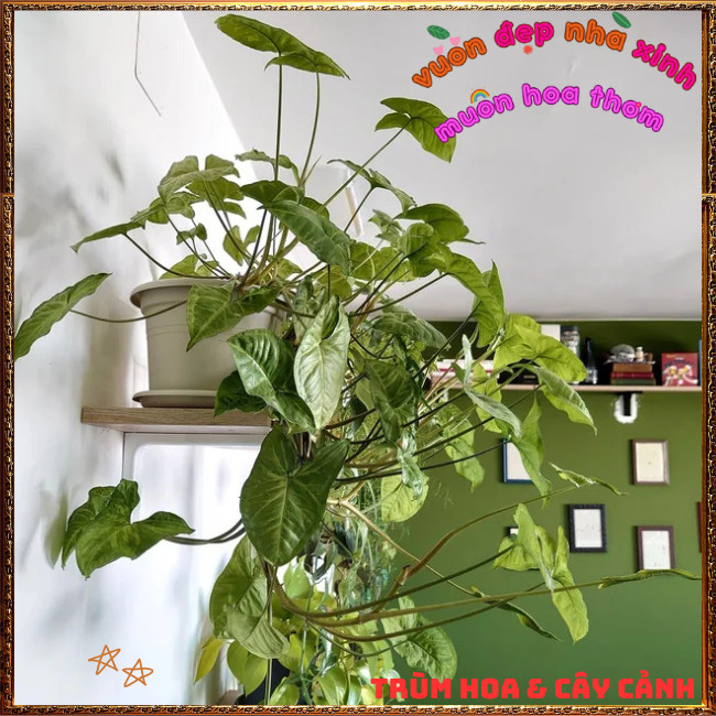 Chậu TRẦU BÀ TRẮNG Cây Tróc Bạc Mới Lạ Đẹp Mắt Dễ Trồng⏰TRÙM HOA VÀ CÂY CẢNH