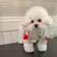 Mùa Thu Chó Tình Yêu Áo Len Ấm Áp Quần Áo Thú Cưng Mèo Đáy Áo Sơ Mi