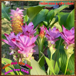 Chậu Hoa Tulip Thái Màu Hồng Nghệ Sen Chịu Nhiệt Lâu Tàn Siêu Đẹp🍟 Yêu Nhà Yêu Hoa