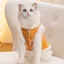 Thú Cưng Mèo Túi Động Vật Nhỏ Miếng Dán Lực Kéo Áo Thu Đông Ấm Quần Áo Muppet Anh Ngắn Mỹ Mèo Ngắn