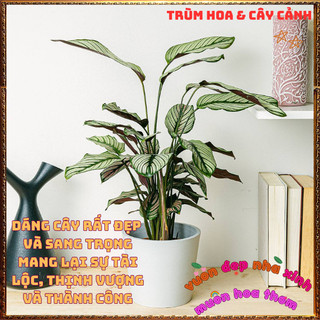 Chậu Đuôi Công Ngôi Sao Trắng Đẹp Sang Trọng Trồng Trong Nhà Lọc Khí️📜 Hoa Giống Mới Siêu Đẹp, Dễ Trồng