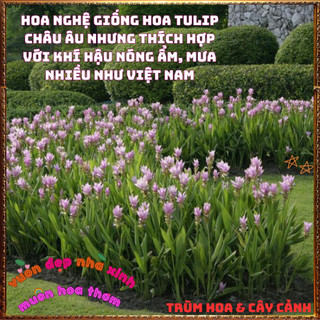 Chậu Hoa Tulip Thái Màu Hồng Nghệ Sen Chịu Nhiệt Lâu Tàn Siêu Đẹp🍟 Yêu Nhà Yêu Hoa