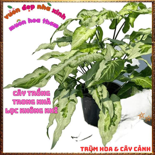 Chậu TRẦU BÀ MŨI TÊN BẠC LÁ DÀI ưa mát trồng văn phòng lọc không khí⌛ Hoa Mười Giờ Bonsai & Phụ Kiện