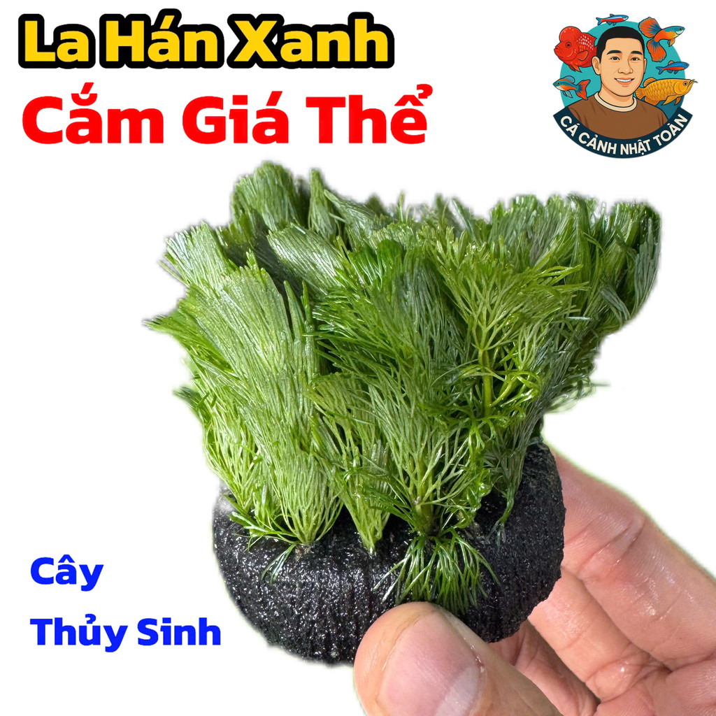 La Hán Xanh Cắm Giá Thể (Cây Thủy Sinh Trang Trí Bể Cá Cảnh)