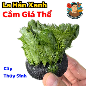 La Hán Xanh Cắm Giá Thể (Cây Thủy Sinh Trang Trí Bể Cá Cảnh)