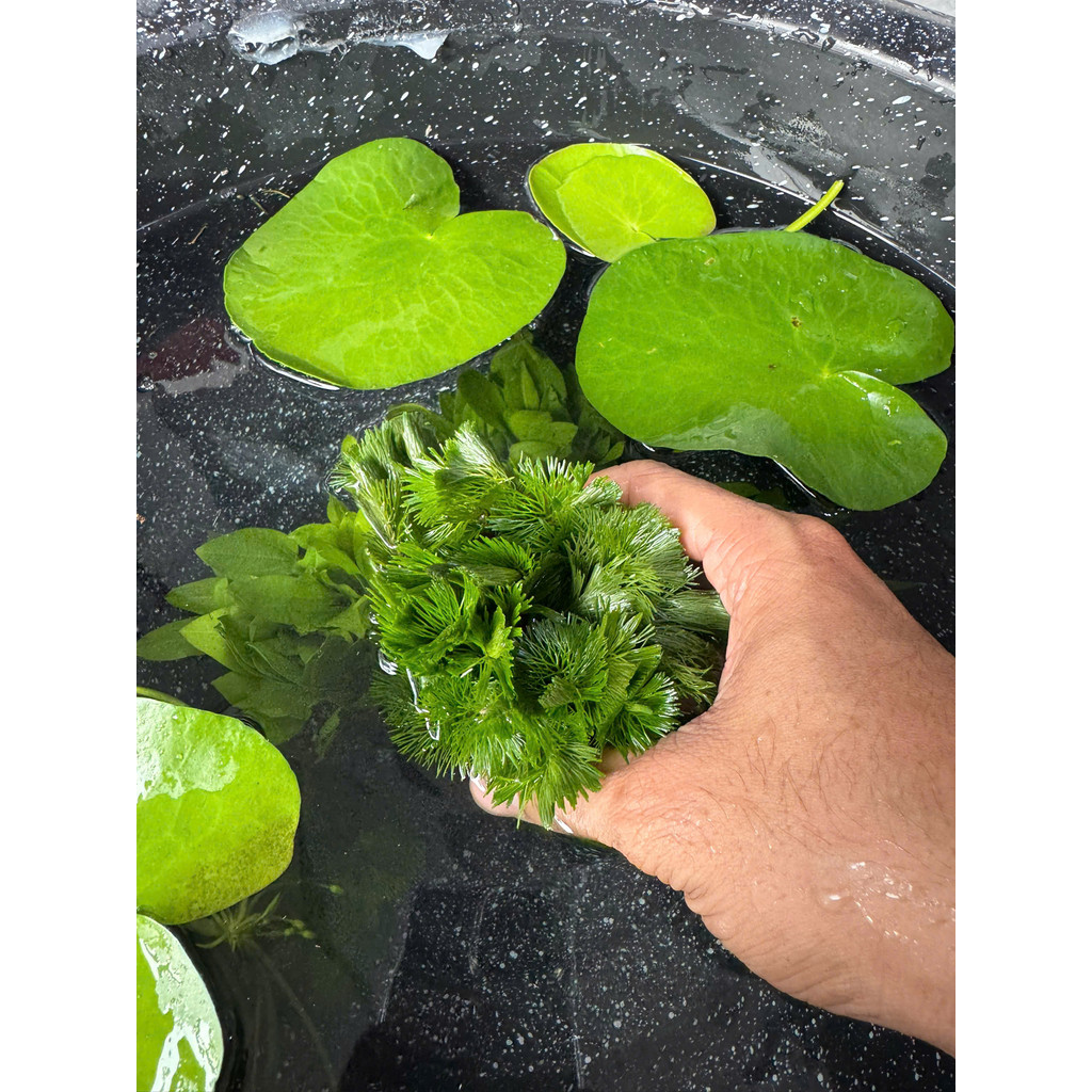 La Hán Xanh Cắm Giá Thể (Cây Thủy Sinh Trang Trí Bể Cá Cảnh)