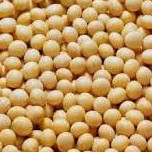 1kg Đậu Nành, Đậu Tương Thuần Chủng thu hoạch trực tiếp nông dân - Không chất bảo quản