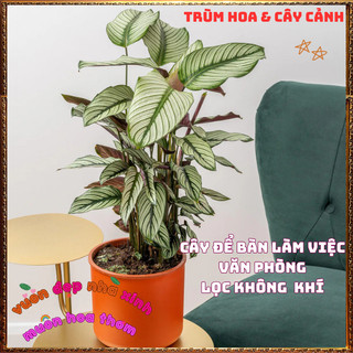 Chậu Đuôi Công Ngôi Sao Trắng Đẹp Sang Trọng Trồng Trong Nhà Lọc Khí️📜 Hoa Giống Mới Siêu Đẹp, Dễ Trồng