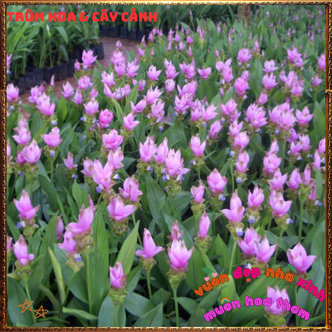 Chậu Hoa Nghệ Cảnh, TuLip Thái, Hoa Sen Gừng Màu Hồng Xinh Nghệ Tây️📣 Hoa Mười Giờ Bonsai & Phụ Kiện