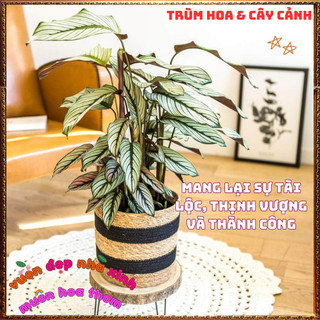 Chậu Đuôi Công Ngôi Sao Trắng Đẹp Sang Trọng Trồng Trong Nhà Lọc Khí️📜 Hoa Giống Mới Siêu Đẹp, Dễ Trồng
