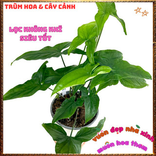 Chậu TRẦU BÀ MŨI TÊN XANH cây trồng trong nhà ưa mát lọc khí độc hại️💄Hoa Giống Mới Siêu Đẹp, Dễ Trồng