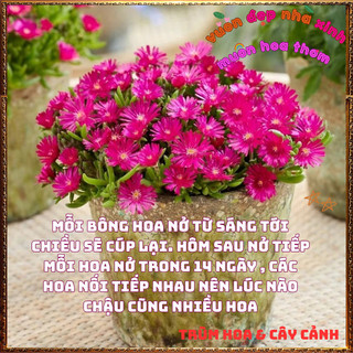 Hoa Mười Giờ Nam Phi Nở Siêu Lâu Tàn Rực Rỡ Quanh Năm Tuyệt Đẹp💍Siêu Thị Hoa Và Cây Giống