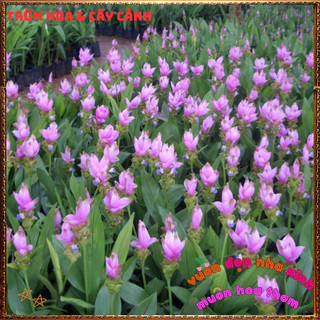 Chậu Hoa Nghệ Cảnh, TuLip Thái, Hoa Sen Gừng Màu Hồng Xinh Nghệ Tây️📦 Làng Hoa Sa Đéc