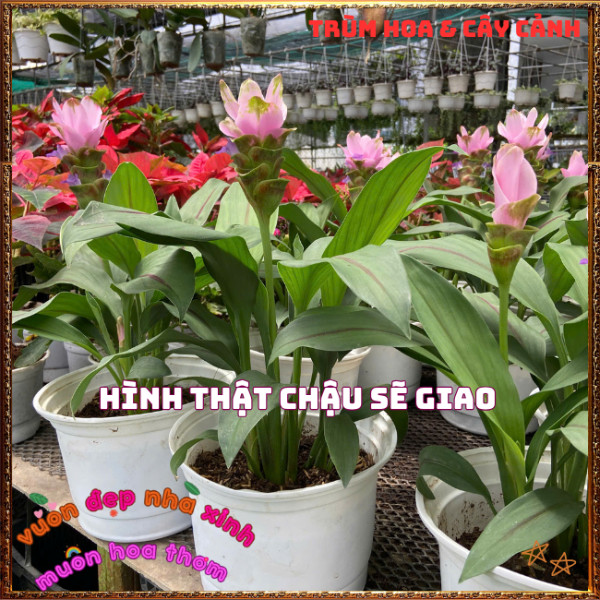 Chậu Hoa Nghệ Cảnh, TuLip Thái, Hoa Sen Gừng Màu Hồng Xinh Nghệ Tây️📣 Hoa Mười Giờ Bonsai & Phụ Kiện