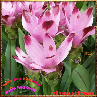 Chậu Hoa Tulip Thái Màu Hồng Nghệ Sen Chịu Nhiệt Lâu Tàn Siêu Đẹp🍟 Yêu Nhà Yêu Hoa
