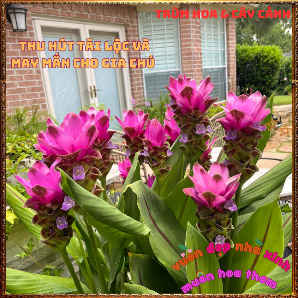 Chậu Hoa Nghệ Cảnh, TuLip Thái, Hoa Sen Gừng Chịu Nhiệt Bền Màu Nghệ Tây️📣 Hoa Mười Giờ Bonsai & Phụ Kiện