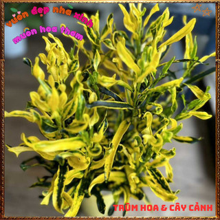 Chậu Cây Cô Tòng Lá Xoăn Rất Đẹp Sắc Màu Tươi Vui Dễ Trồng ️📬 Làng Hoa Sa Đéc