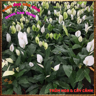 Chậu Hoa Lan Ý Lá To Đang Có Hoa, Cây Huệ Hòa Bình Tuyệt Đẹp Siêu Khỏe️📜 Hoa Giống Mới Siêu Đẹp, Dễ Trồng