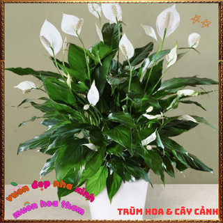 Chậu Hoa Lan Ý Lá To Đang Có Hoa, Cây Huệ Hòa Bình Tuyệt Đẹp Siêu Khỏe️📜 Hoa Giống Mới Siêu Đẹp, Dễ Trồng