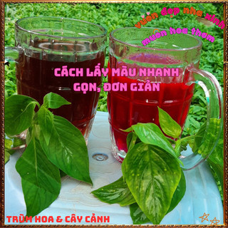 Chậu Cây Lá Cẩm Đỏ Cam Và Tím Tạo Màu Nhiều Món Ăn Ngon Tốt Sức Khỏe🍕BẢO HÀNH CÂY GIỐNG VÀ HOA CHUẨN