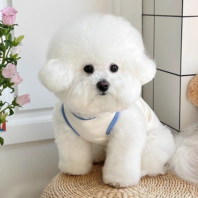 Thú Cưng Chó Mèo Quần Áo Mùa Xuân Thu Đức Nhung Vest Teddy Pomeranian Bichon Yorkshire Chó Nhỏ Chó Con Quần Áo