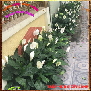 Chậu Hoa Lan Ý Lá To Đang Có Hoa, Cây Huệ Hòa Bình Tuyệt Đẹp Siêu Khỏe️📬 Làng Hoa Sa Đéc