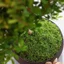 Rêu giả nhung ni mềm mịn, trang trí gốc cây-Không cần tưới nước,bền đẹp lâu dài Thảm rêu,cỏ trang trí tiểu cảnh - SUNND