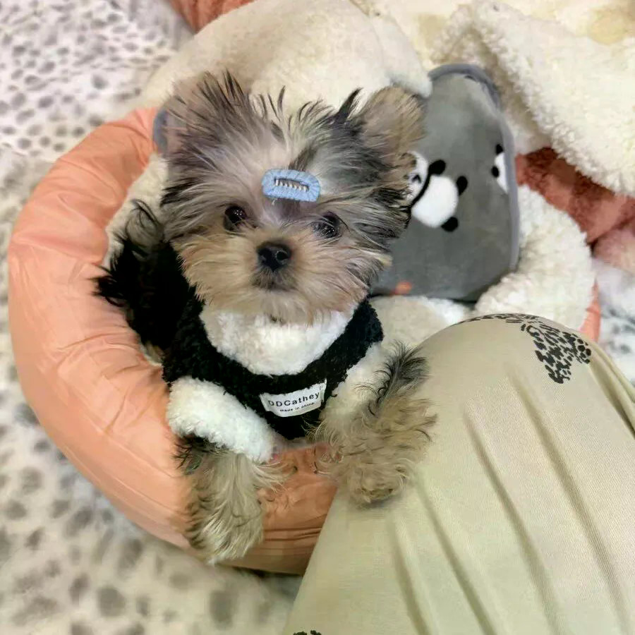 Áo khoác hai chân lông cừu hai mặt Shih Tzu Màu sắc phù hợp với áo Vest giữ nhiệt Thích hợp cho chó nhỏ