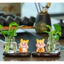 Bình thủy sinh kèm tượng rồng mini
