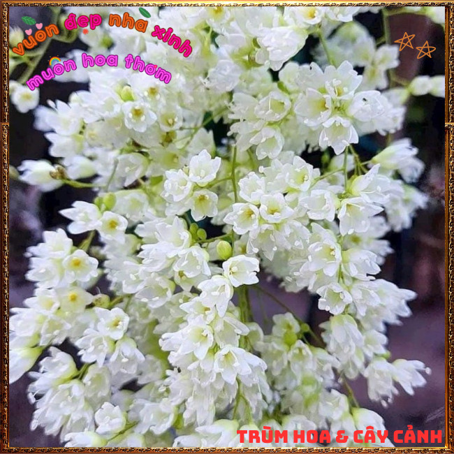 Chậu Hoa Đinh Hương Nhật Thơm Mùi Vani Đẹp Lung Linh Tuyết Trắng ️📩 Hoa Mười Giờ Bonsai & Phụ Kiện