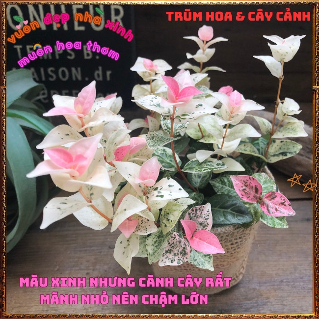Chậu Thằn Lằn Cẩm Thạch Size Lớn C8 sum chồi đã lên màu rất xinh ️️🍔 TRÙM HOA VÀ CÂY CẢNH