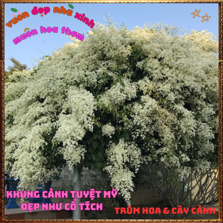 Chậu Hoa Đinh Hương Nhật Bản Từng Chùm Như Tuyết Trắng Thơm Hương Vani🕰VƯỜN HOA CỔ TÍCH
