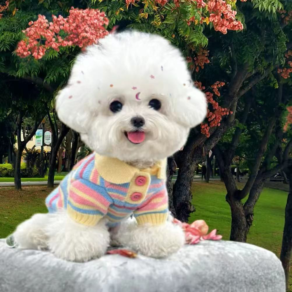 ‌Áo len cầu vồng Yorkshire Áo len dệt kim Bichon / Schnauzer