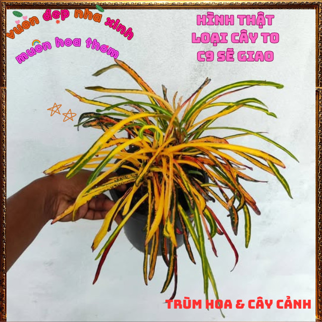 Chậu Cây Cô Tòng Ngũ Sắc Lá Dài Đổi Màu Rất Đẹp Rực Rỡ Sắc Màu ️📩 Hoa Mười Giờ Bonsai & Phụ Kiện