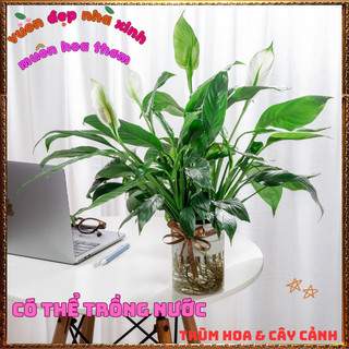 Chậu Hoa Lan Ý Lá To Đang Có Hoa, Cây Huệ Hòa Bình Tuyệt Đẹp Siêu Khỏe️📜 Hoa Giống Mới Siêu Đẹp, Dễ Trồng
